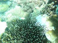 reef, snorkelen