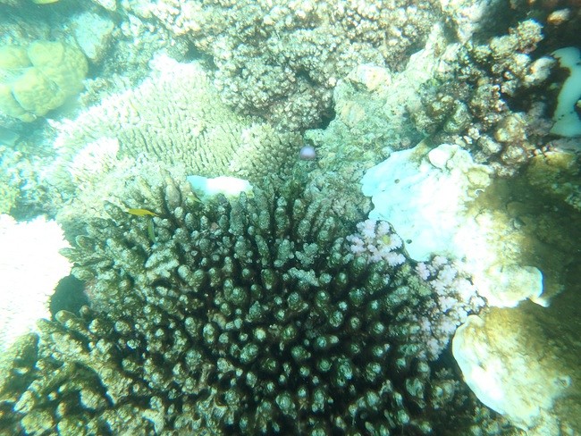 reef, snorkelen