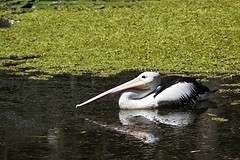 Pelikaan die zitten hier zo veel botanic garden