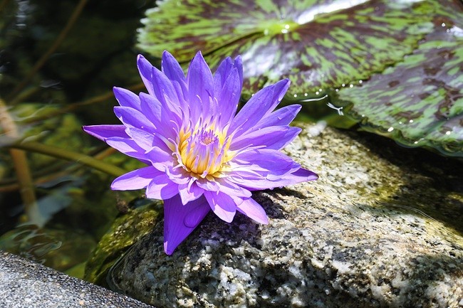 botanic garden