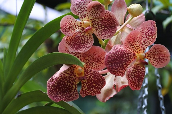 botanic garden
