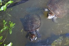 schildpadden