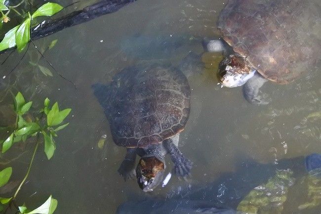 schildpadden