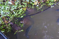 schildpadden en vissen
