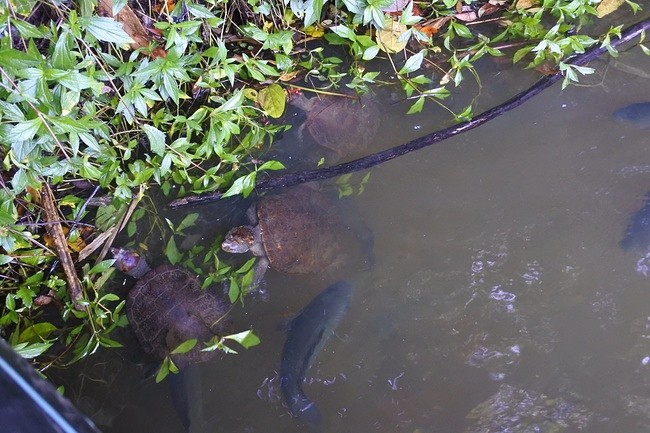 schildpadden en vissen