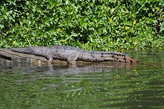 Krokodil