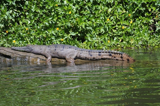 Krokodil