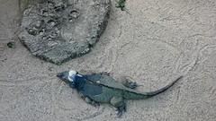 Australia zoo