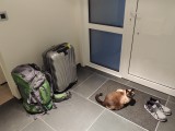 Yoda wil mee!