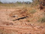 Lizard