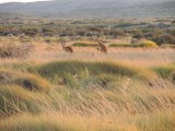 Roo's in the morning