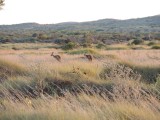 Roo's in the morning 2