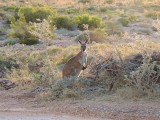 Fotomodel Roo