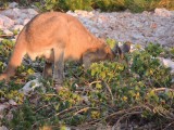 Roo eating brekkie