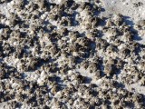 Stromatolites Hamelin Pool