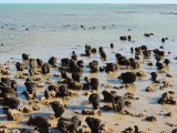 Hamelin Pool 3
