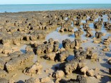 Hamelin Pool 5