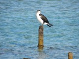 Bird on a pole