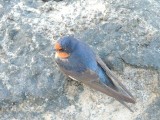Vogelmodel