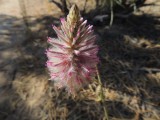 Wildflower