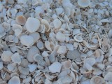 Shell Beach 2