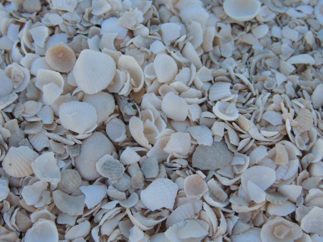 Shell Beach 2