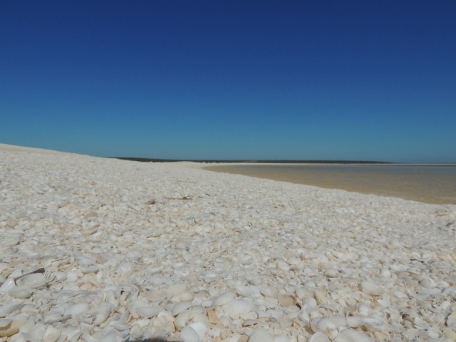 Shell Beach 4