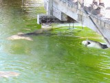 Ocean park shark feeding 2