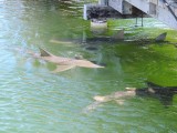 Ocean park shark feeding 3