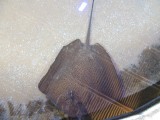 Leopard ray