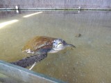 Lola de schildpad