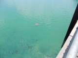 Zeeschildpad gespot
