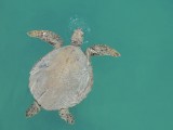 Zeeschildpad