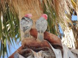 Twee rust verstoorders in een palmboom