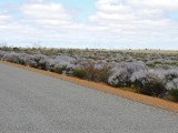 Kalbarri NP 5