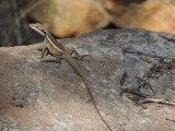 Hagedis
