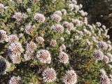 Wildflowers