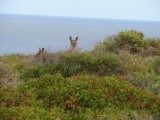 Roo's on the cliffs 1