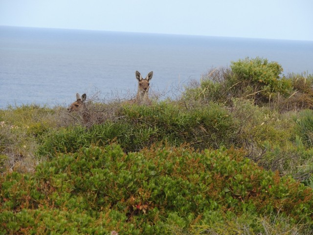 Roo's on the cliffs 1