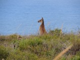 Roo's on the cliffs 2