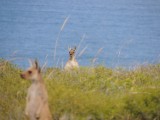 Roo's on the cliffs 3