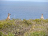 Roo's on the cliffs 4