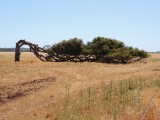 Leaning Tree