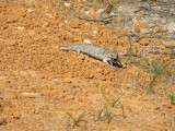 Bobtail skink