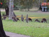 Roo family