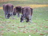 Roo family 2