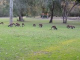 Roo family 3