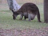 Roo with Joey 1