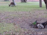 Bird and Roo