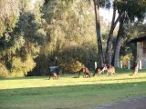 Roo family 4